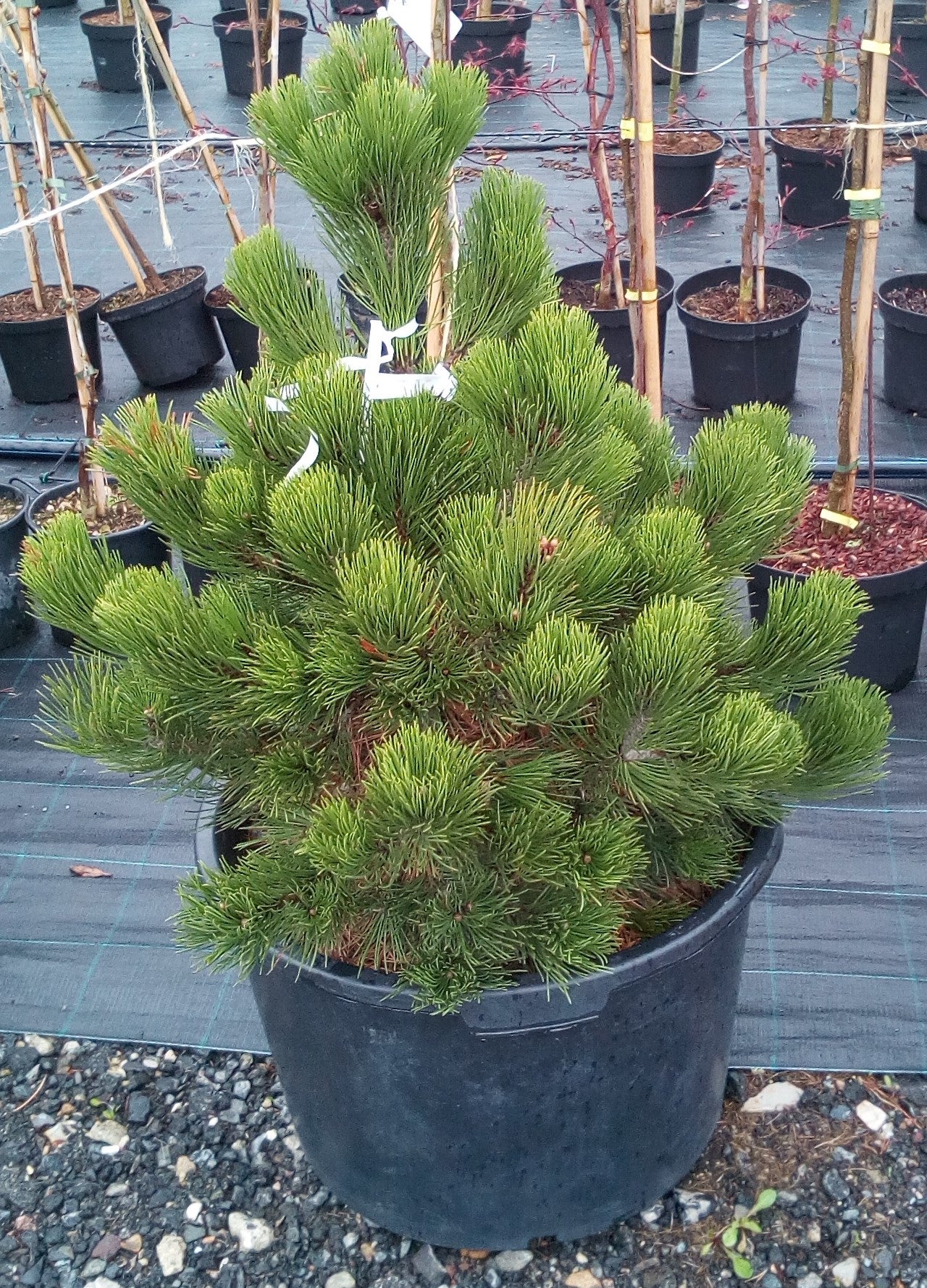 PINUS HELDREICHII (LEUCODERMIS) 'Satellit' - Serbianmänty