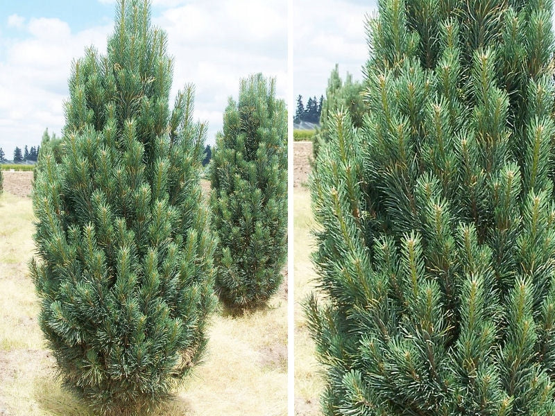 Pinus nigra 'Fastigiata' - Euroopanmustamänty
