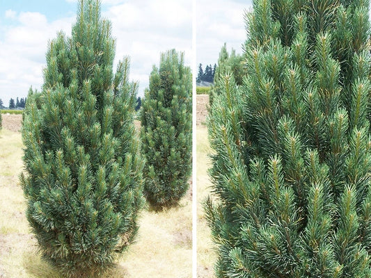 Pinus nigra 'Fastigiata' - Euroopanmustamänty