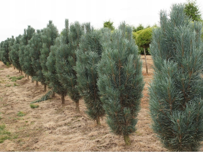 Pinus nigra 'Fastigiata' - Euroopanmustamänty