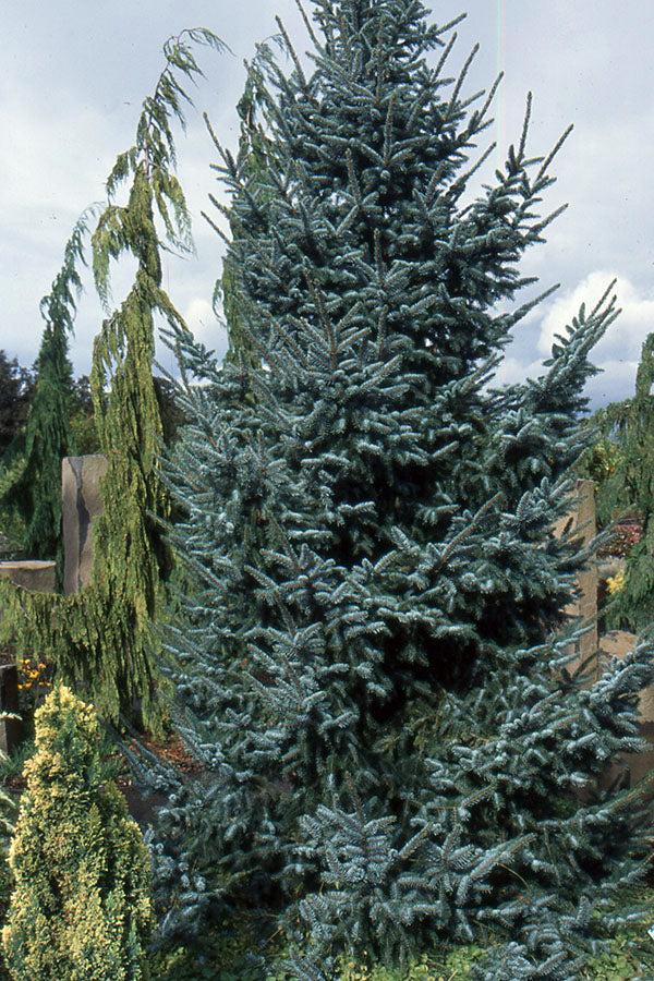 Picea Omorika 'Bruns' - Serbiankuusi