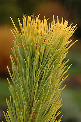 Pinus sylvestris "Aurea Nisbet" - Keltamänty