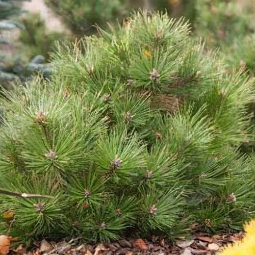 Pinus Nigra 'Nana' - Kääpiömustamänty