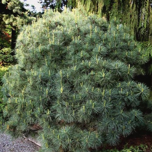 Pinus Strobus "Radiata" - Dwarf strobus pine