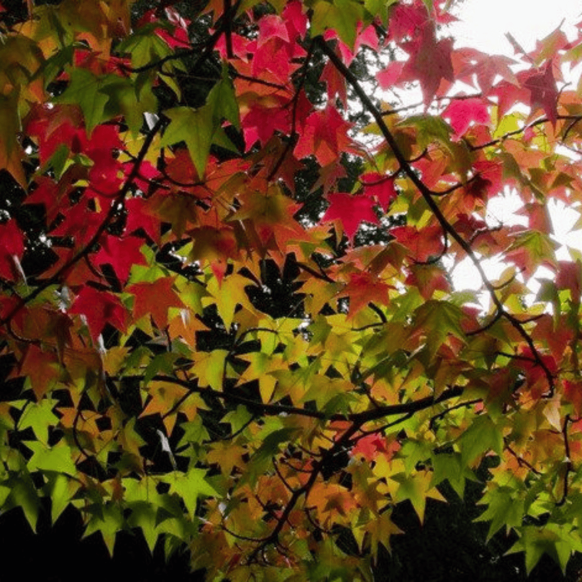 Liquidambar styraciflua - Lännenambrapuu