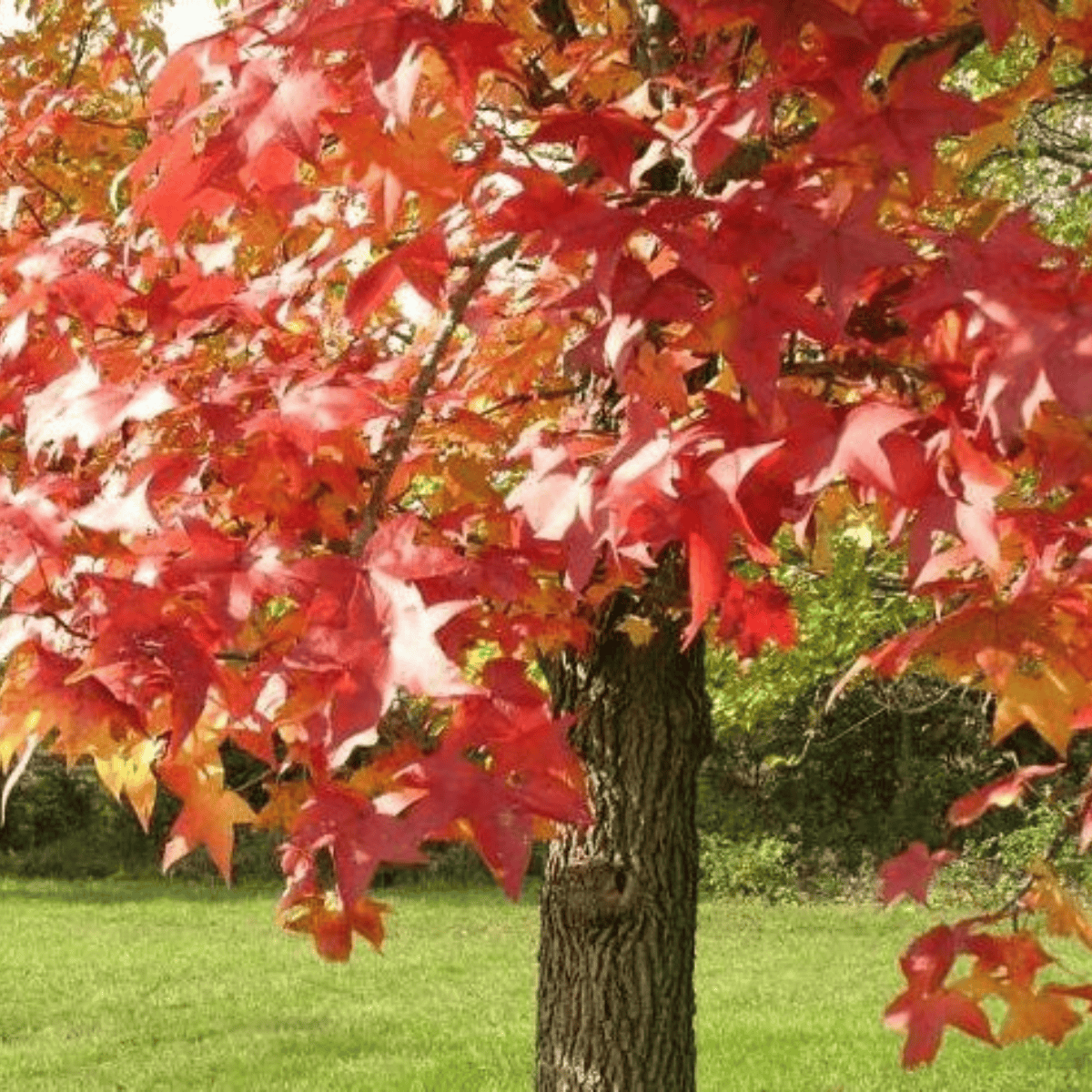 Liquidambar styraciflua - Lännenambrapuu