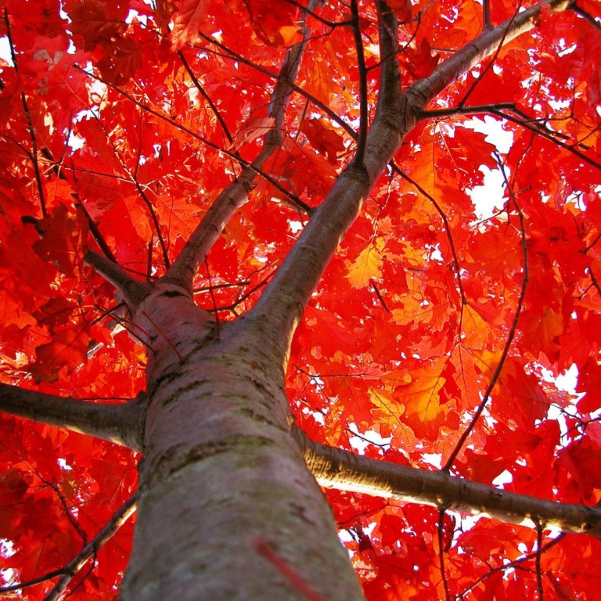 Quercus rubra - Punatammi