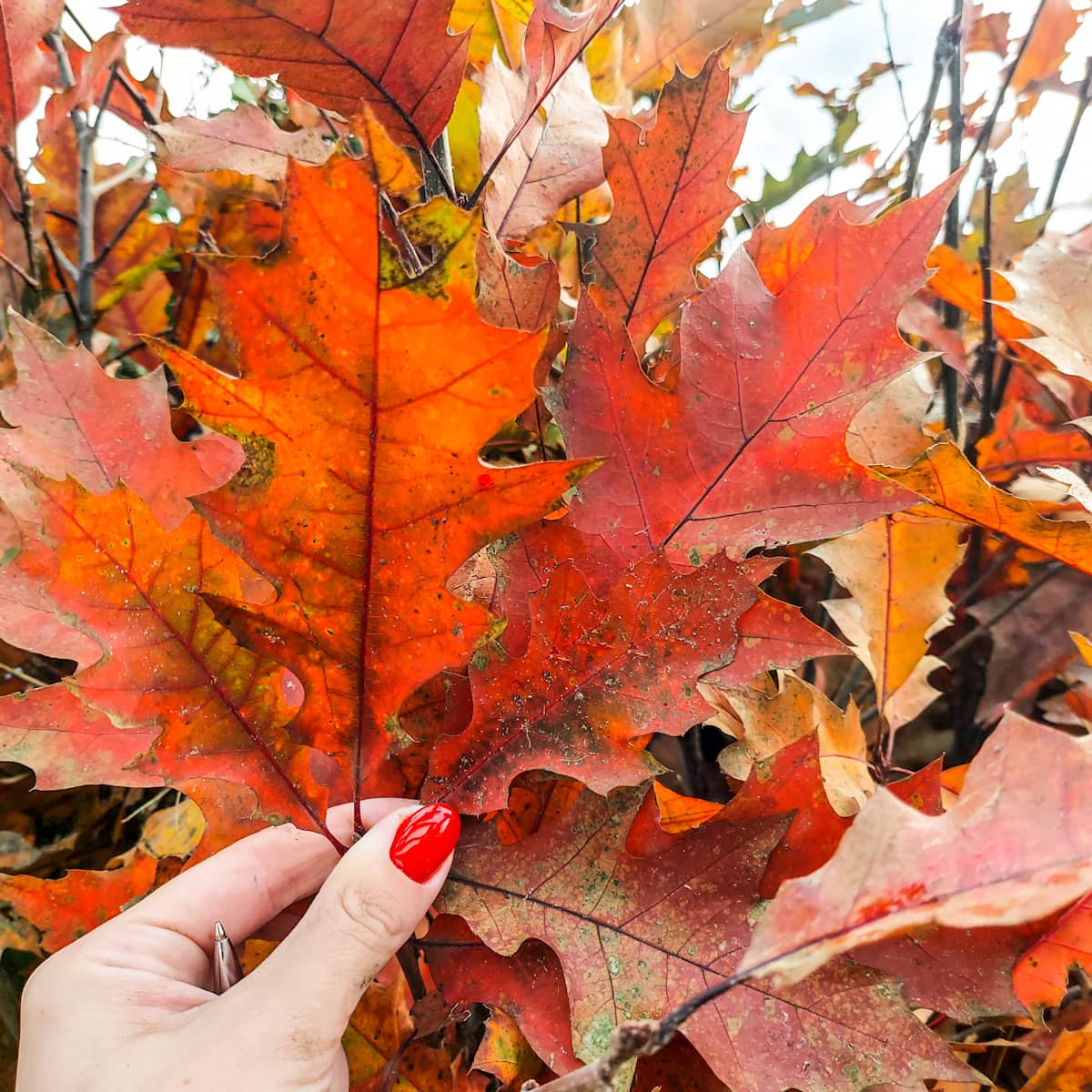 Quercus rubra - Punatammi
