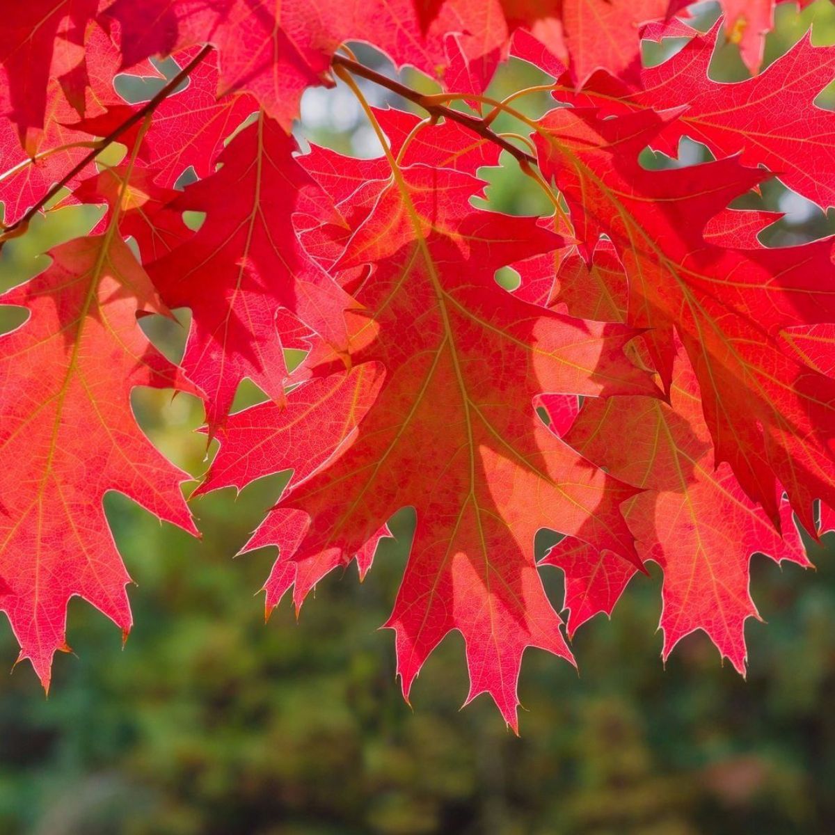 Quercus rubra - Punatammi