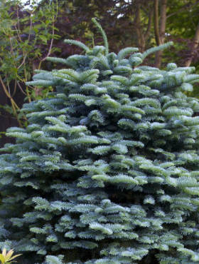 Abies procera 'Glauca' - Aitopihta, Jalopihta (Kuningaspihta)