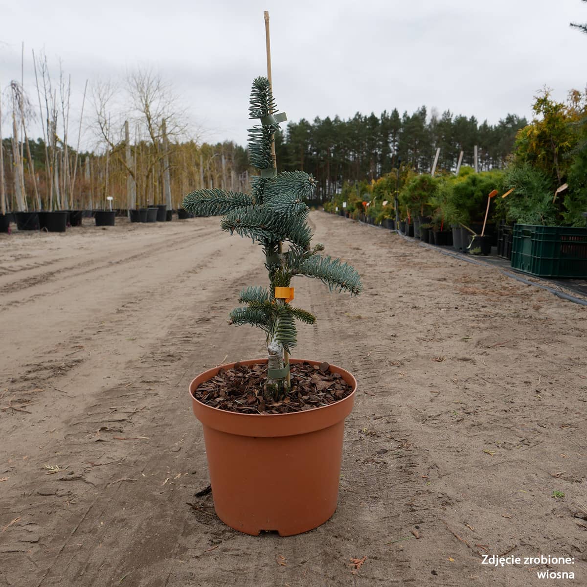 Abies procera 'Glauca' - Aitopihta, Jalopihta (Kuningaspihta)