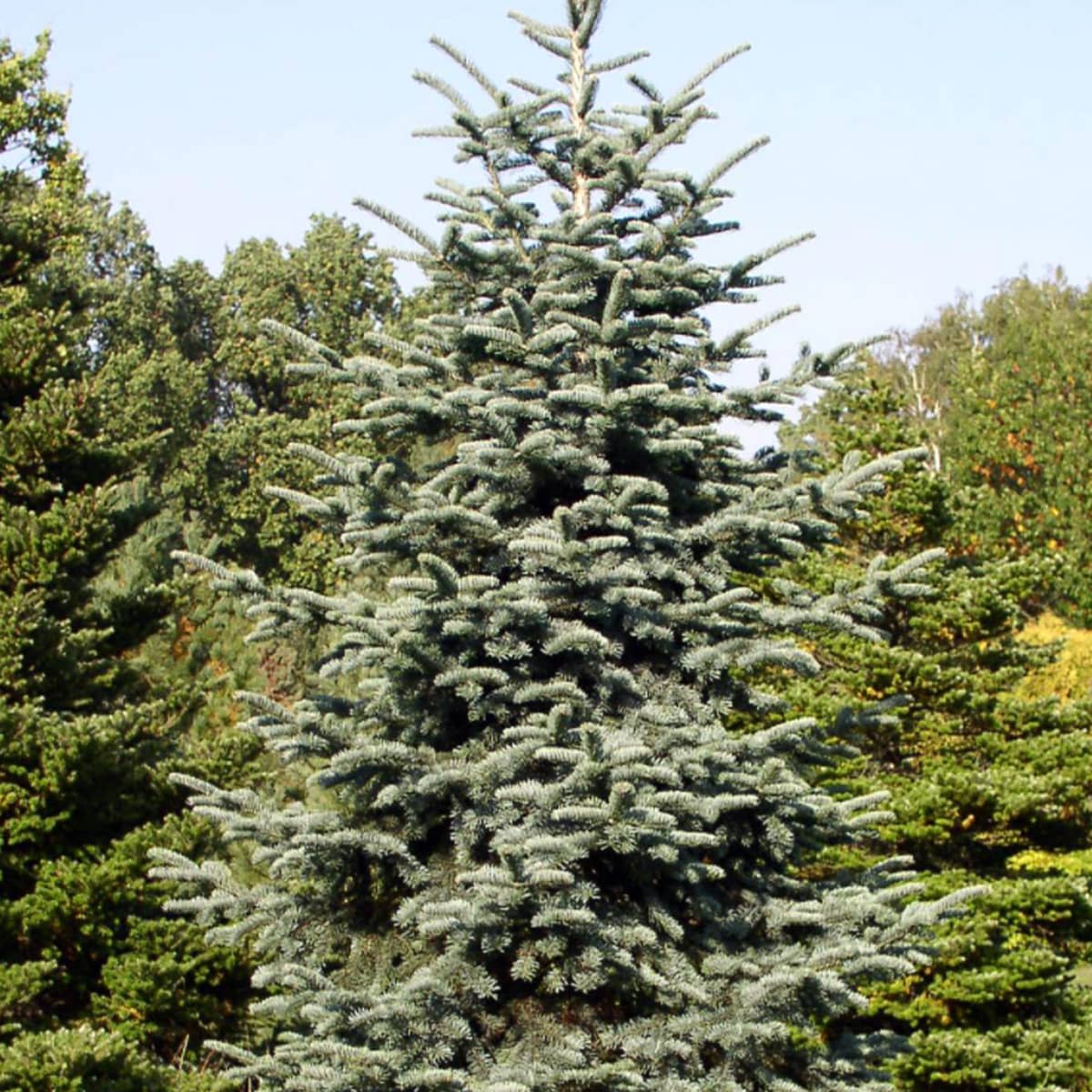 Abies procera 'Glauca' - Aitopihta, Jalopihta (Kuningaspihta)