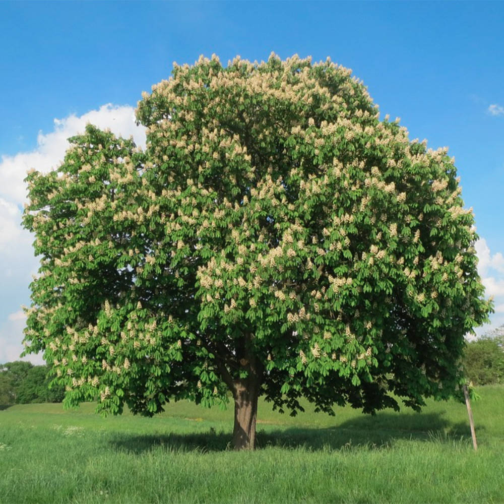 Aesculus hippocastanum - Hevoskastanja