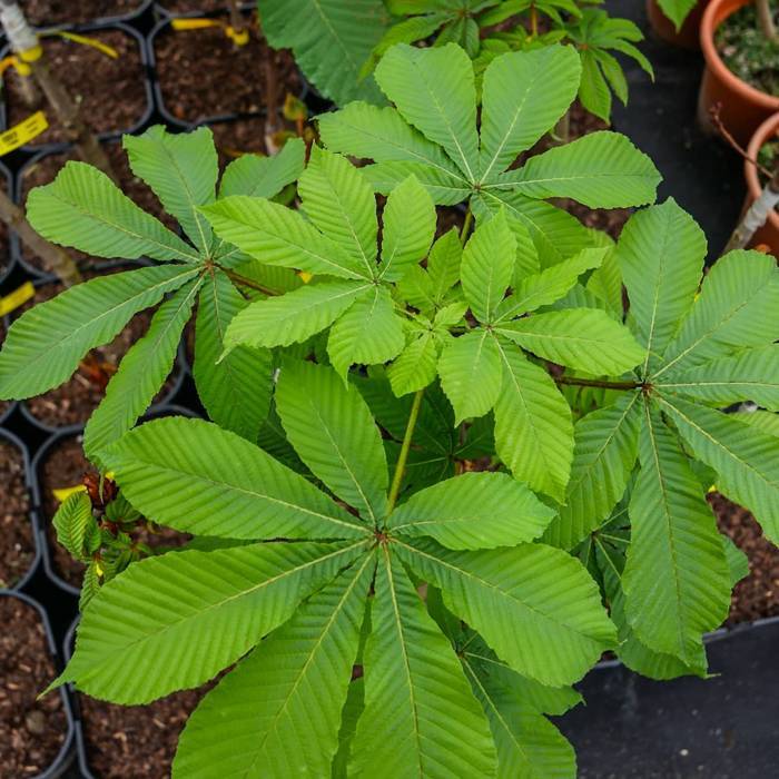 Aesculus hippocastanum - Hevoskastanja