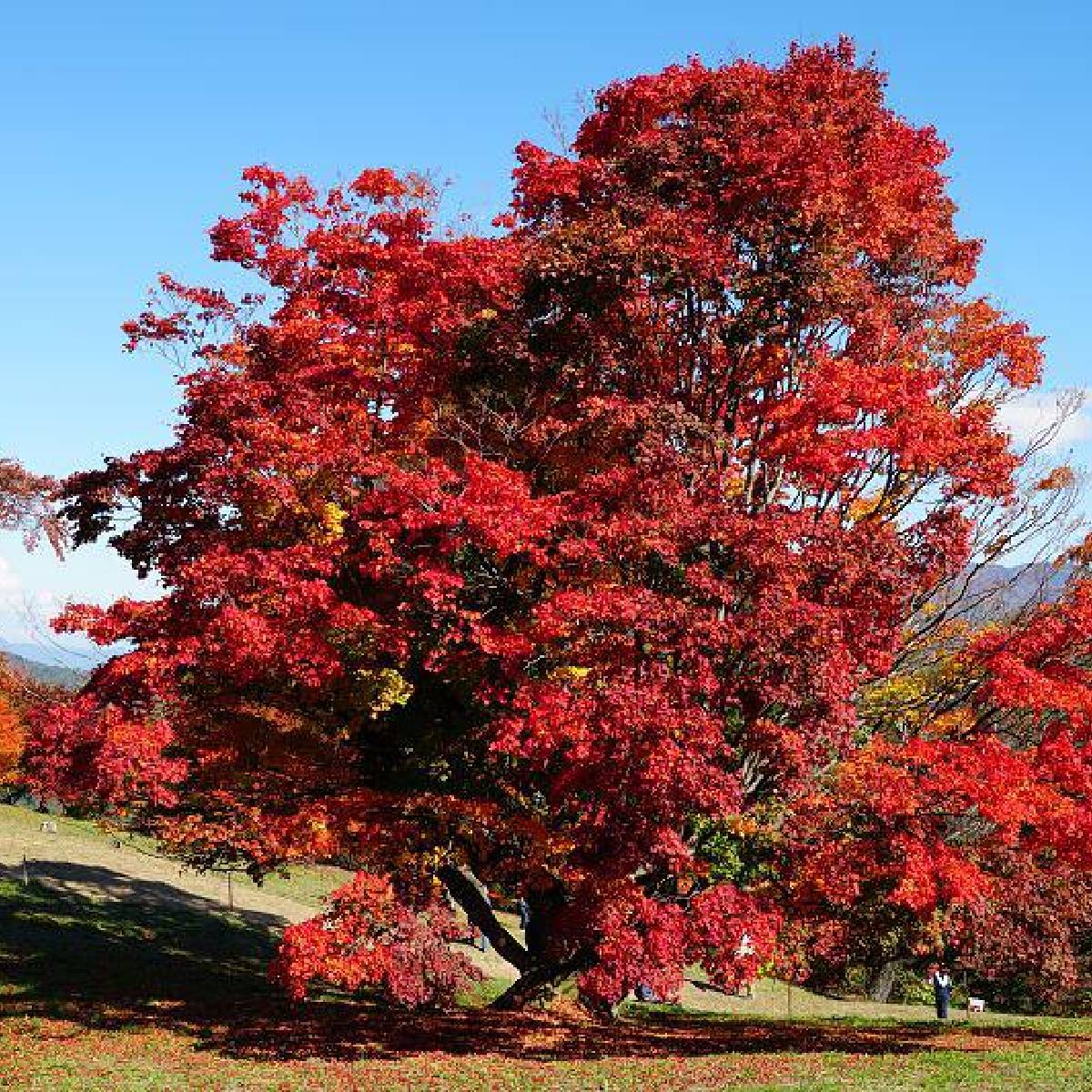 Acer tataricum 'Ginnala Fire' - Tataarivaahtera, pikkuvaahtera
