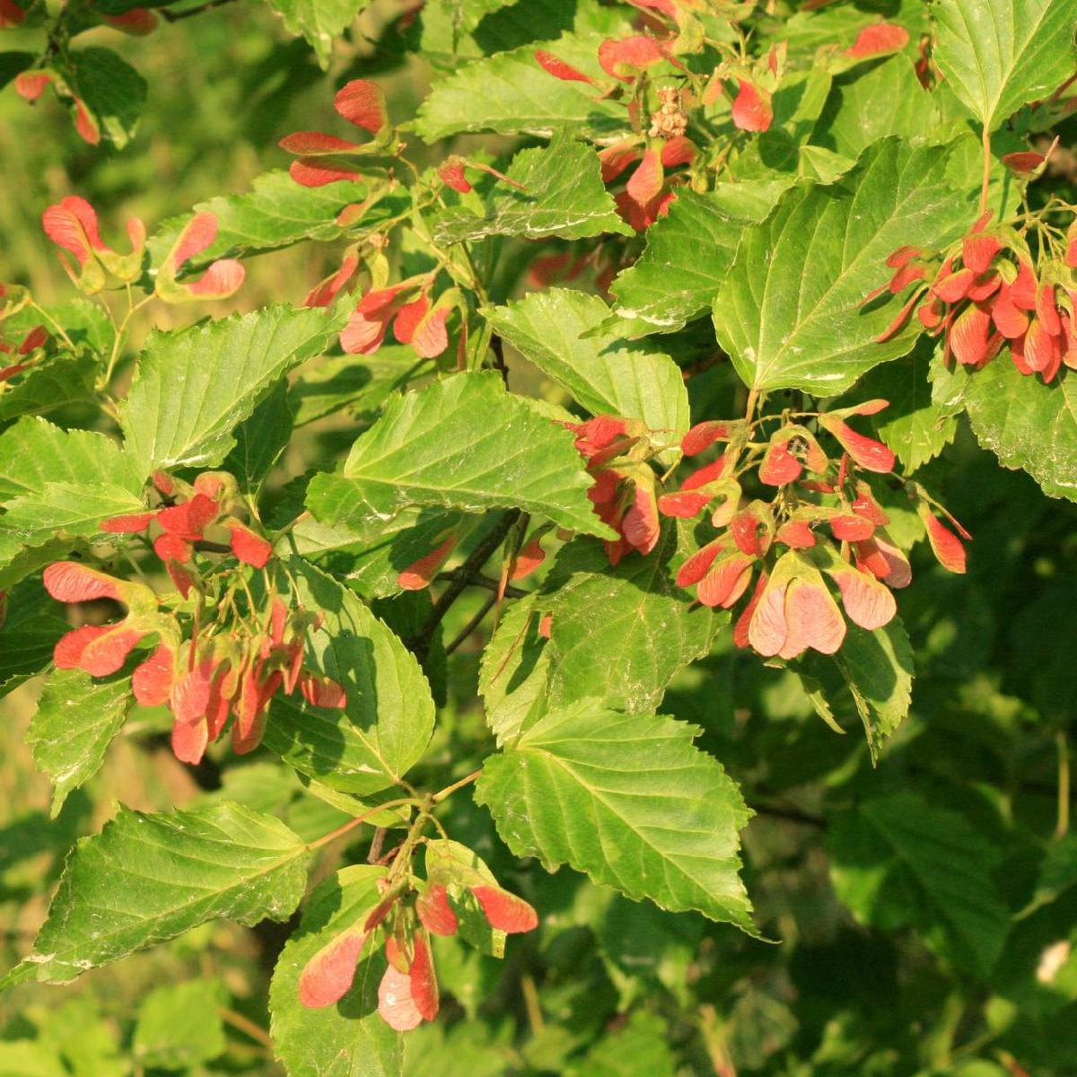 Acer tataricum 'Ginnala Fire' - Tataarivaahtera, pikkuvaahtera
