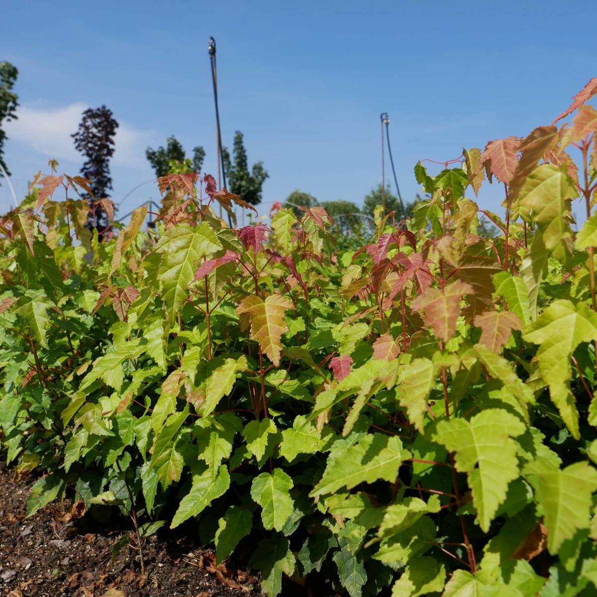 Acer tataricum 'Ginnala Fire' - Tataarivaahtera, pikkuvaahtera