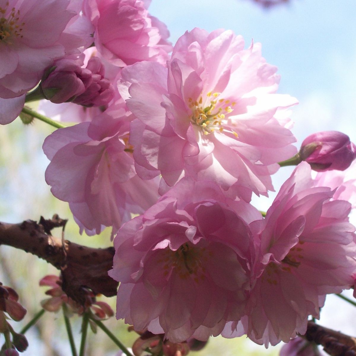 Prunus triloba - Ruusumanteli