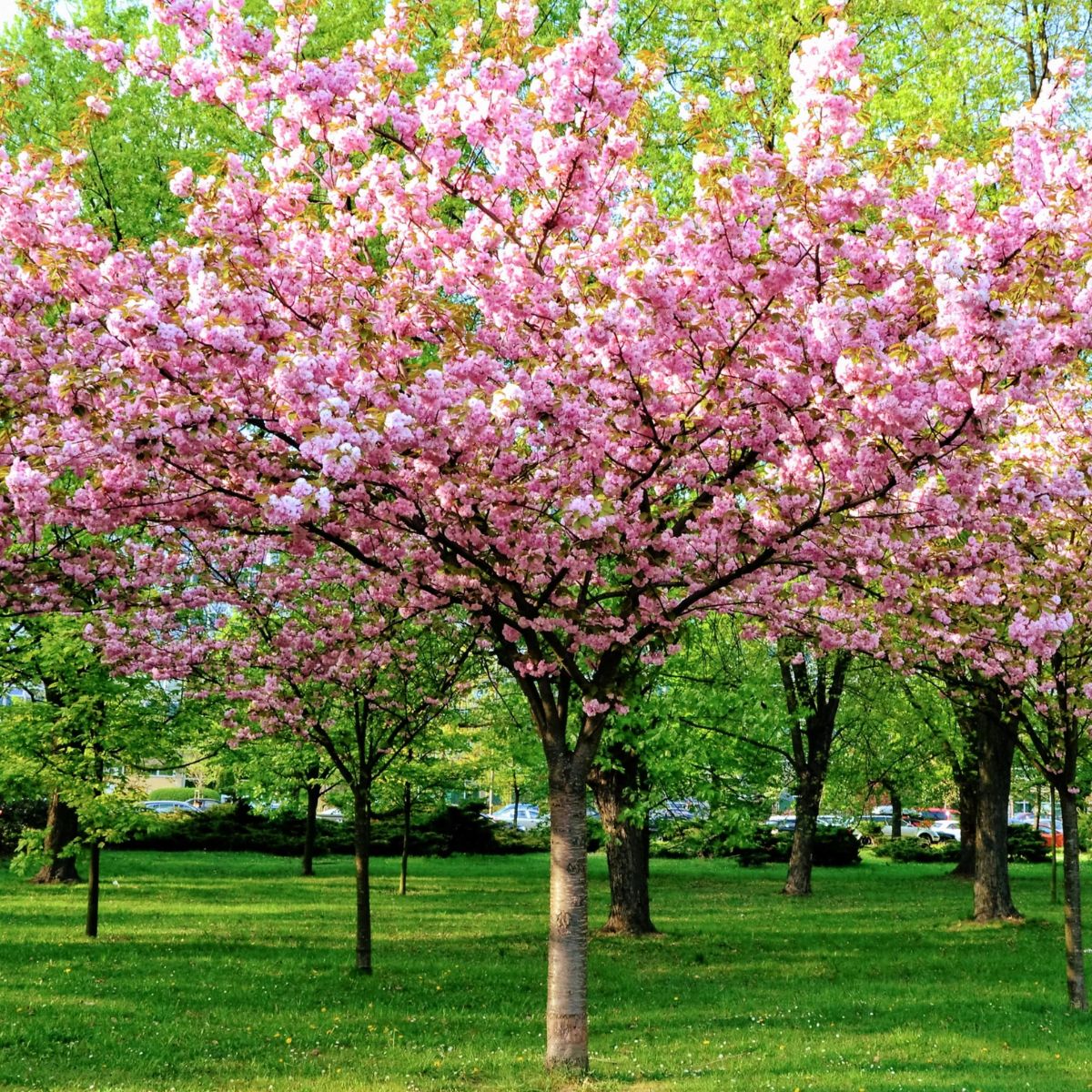 Prunus triloba - Ruusumanteli