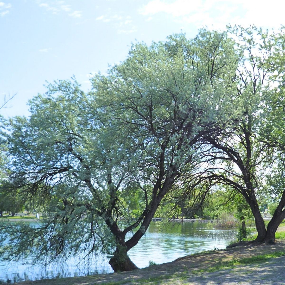 Elaeagnus angustifolia - Idänhopeapensas