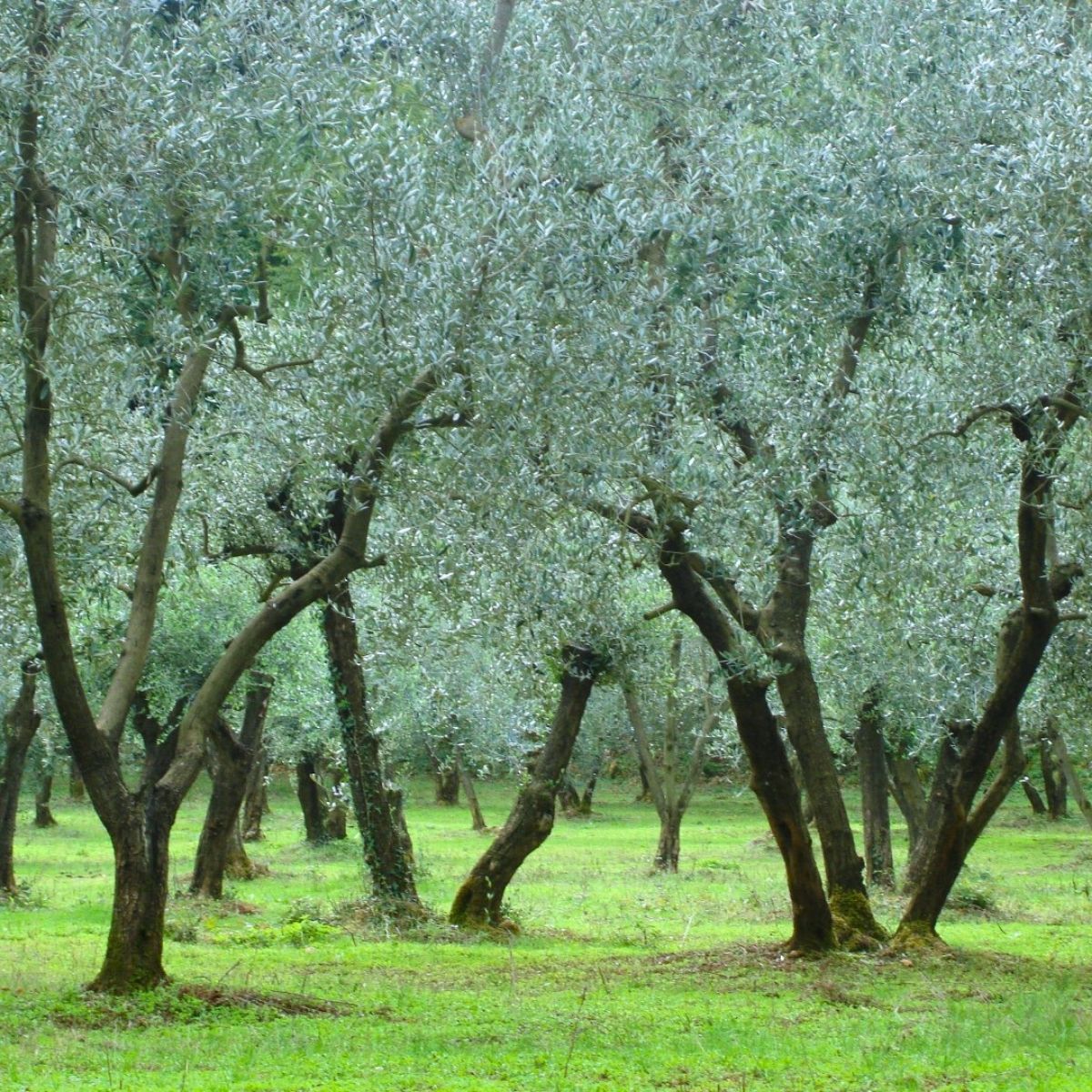 Elaeagnus angustifolia - Idänhopeapensas