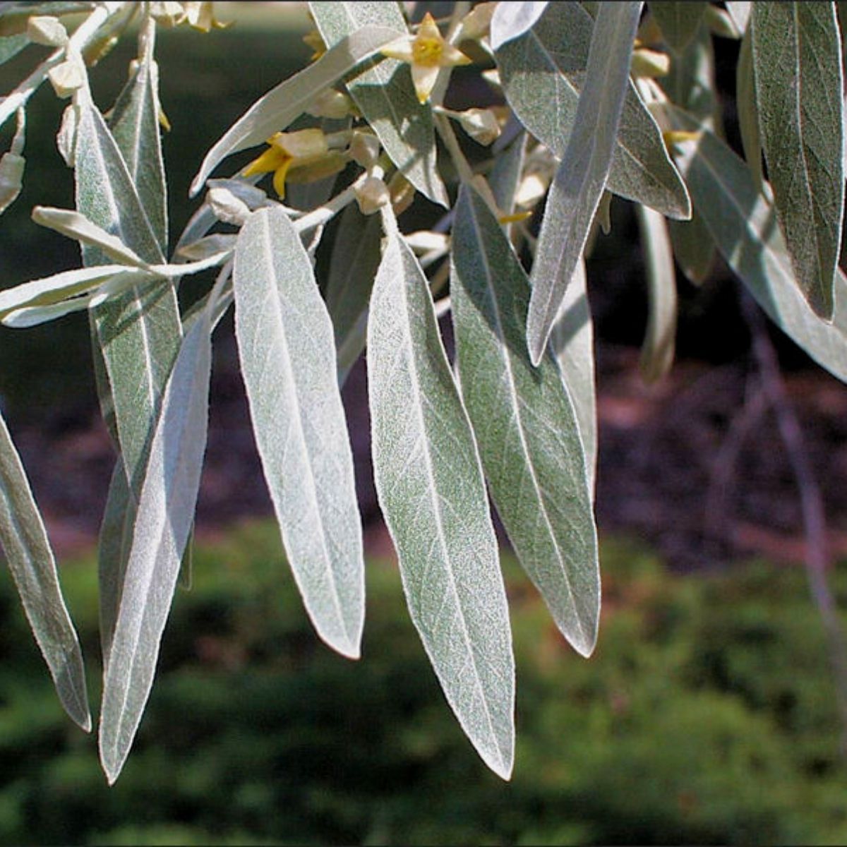 Elaeagnus angustifolia - Idänhopeapensas