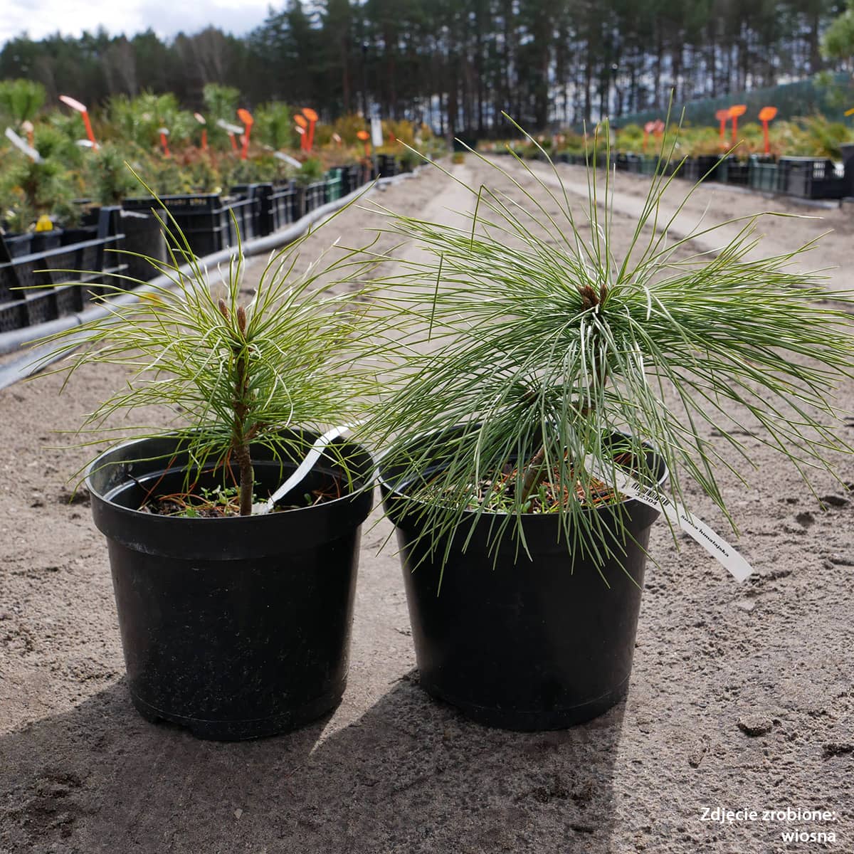 Pinus Graffithii Wallichiana - Teardrop pine / Himalayan pine