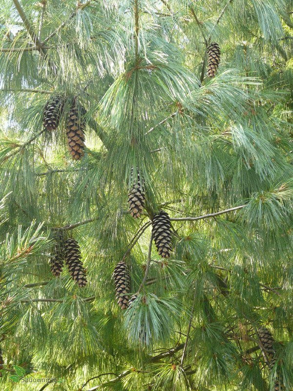 Pinus Graffithii Wallichiana - Teardrop pine / Himalayan pine