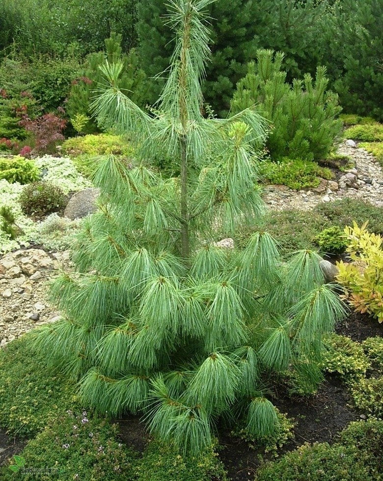 Pinus Graffithii Wallichiana - Teardrop pine / Himalayan pine