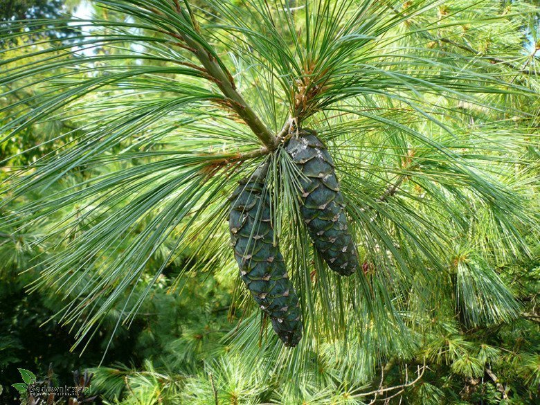 Pinus Graffithii Wallichiana - Teardrop pine / Himalayan pine