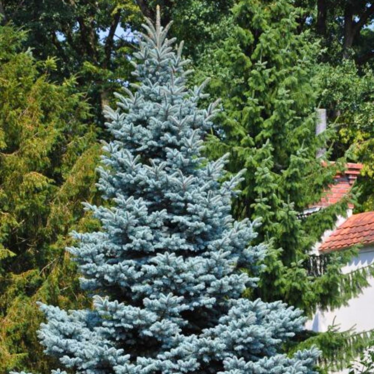 Picea pungens 'Glauca' - Hopeakuusi