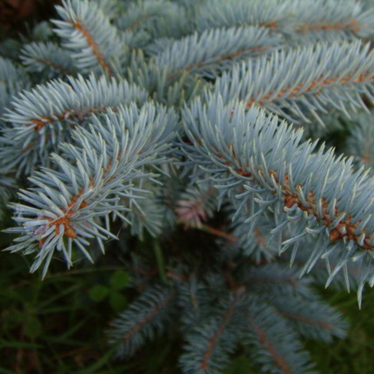 Picea pungens 'Glauca' - Hopeakuusi