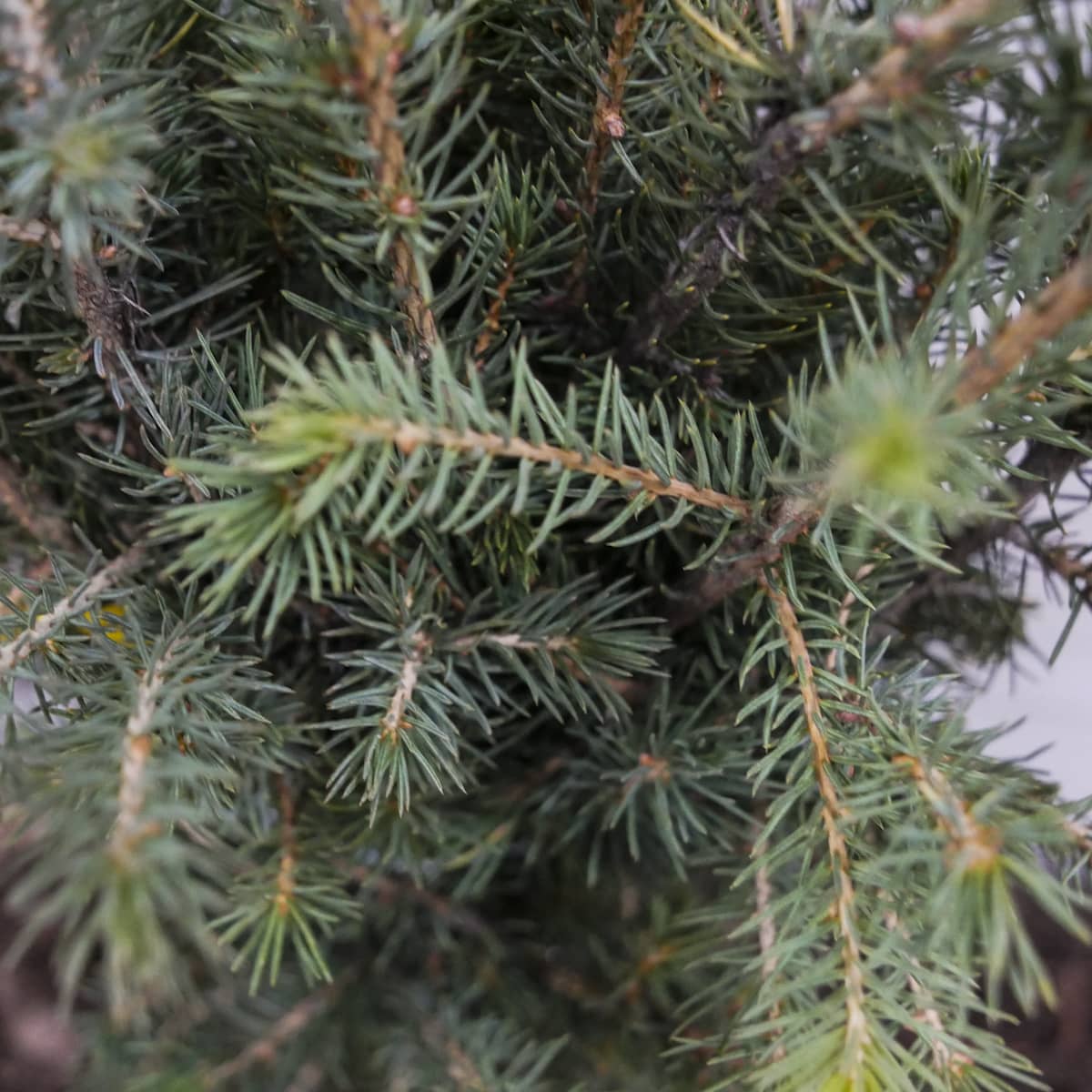 Picea pungens 'Glauca' - Hopeakuusi