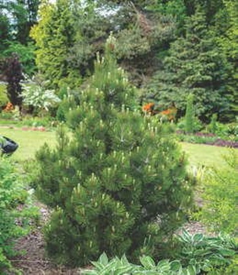 Pinus Nigra 'Nana' - Kääpiömustamänty