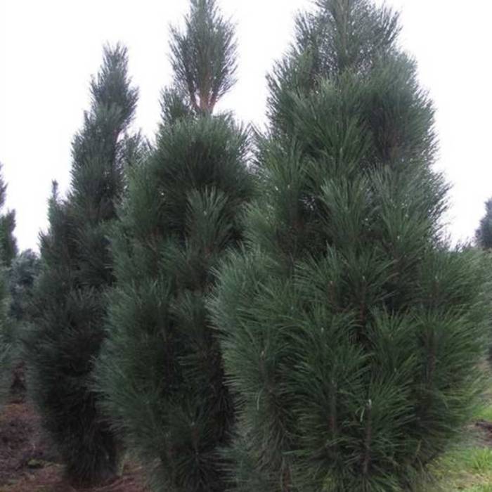 Pinus nigra 'PYRAMIDALIS' - European black pine