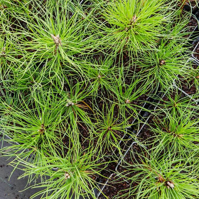 Pinus nigra 'PYRAMIDALIS' - European black pine