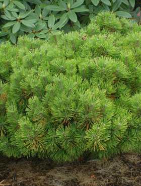 Pinus Densiflora 'Jane Kluis' - Kääpiöjapaninpunamänty