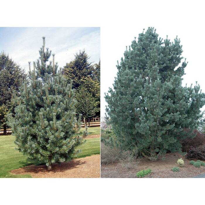 Pinus Flexilis 'Vanderwolf's Pyramid' - Rocky Mountain Sembra