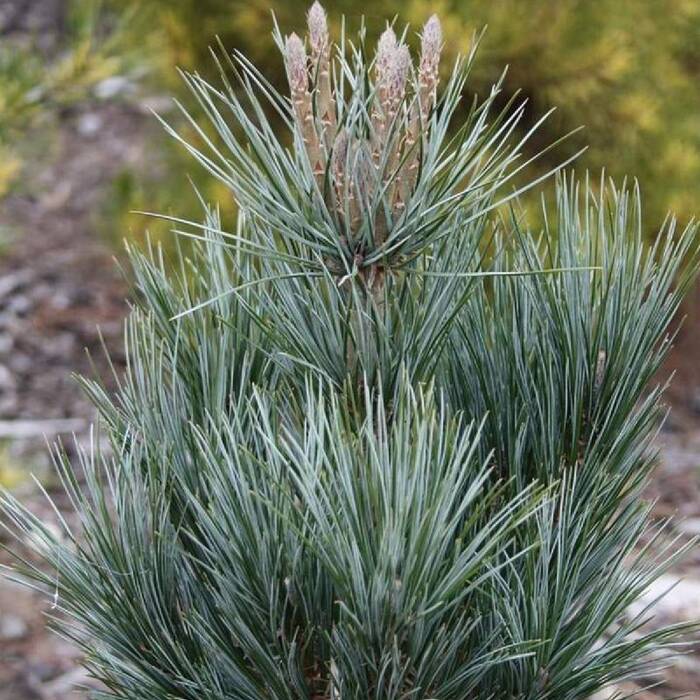 Pinus Flexilis 'Vanderwolf's Pyramid' - Rocky Mountain Sembra
