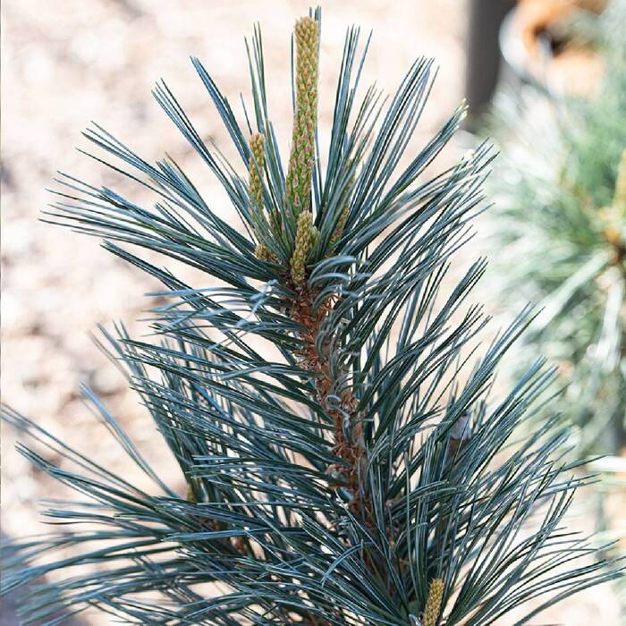 Pinus Flexilis 'Vanderwolf's Pyramid' - Rocky Mountain Sembra