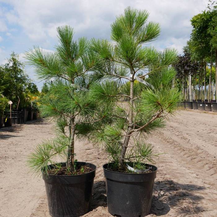 Pinus Peuce - Macedonian pine