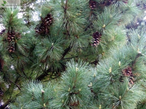 Pinus Peuce - Macedonian pine