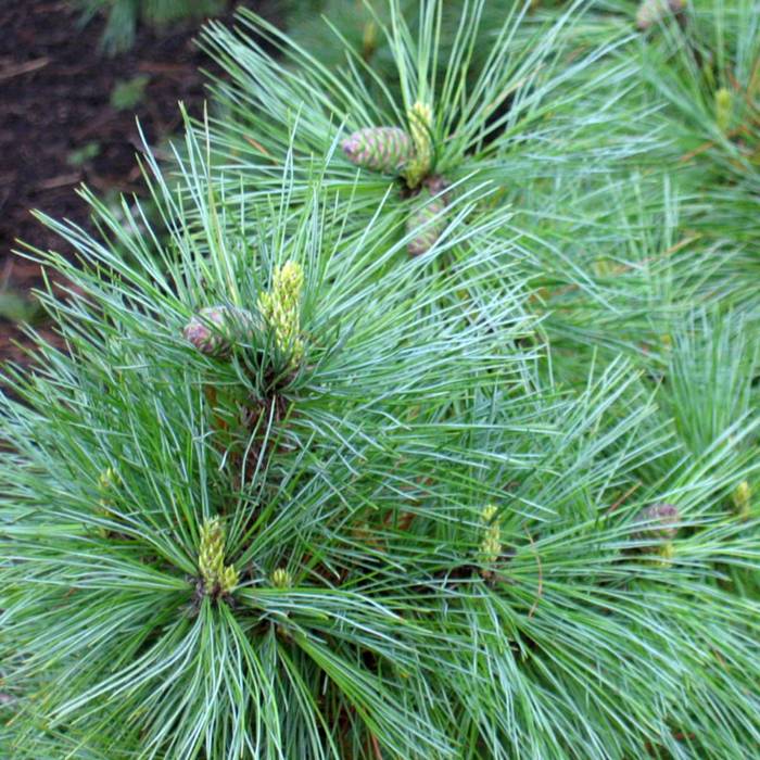 Pinus Peuce - Macedonian pine