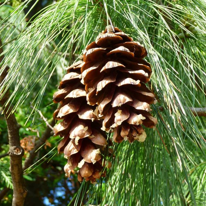 Pinus Peuce - Macedonian pine