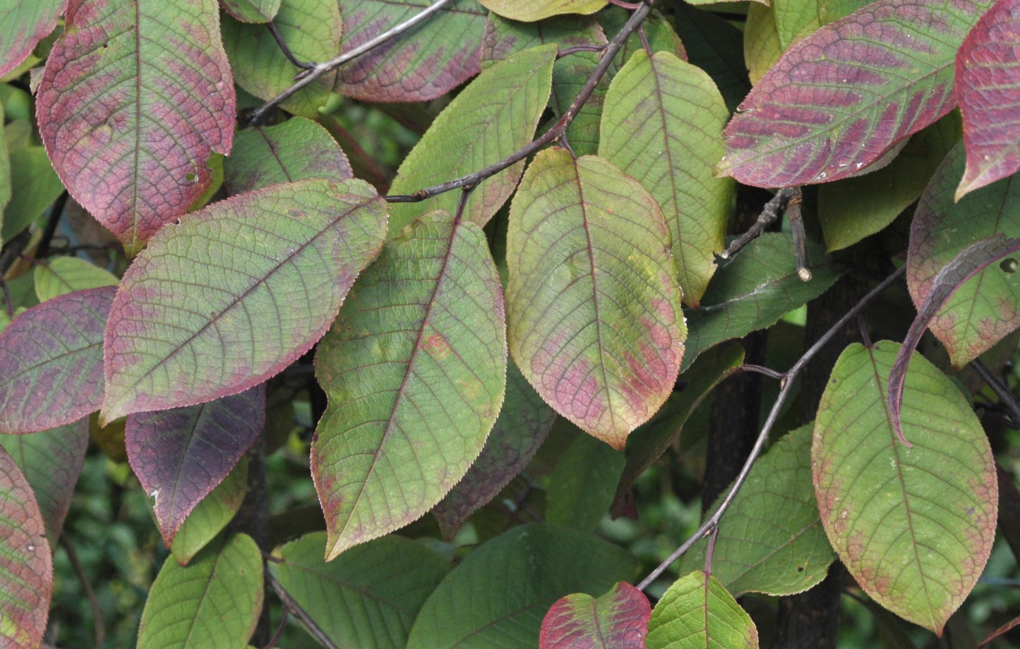 Prunus padus ’Colorata’ - Purppuratuomi (Suomalainen taimi)