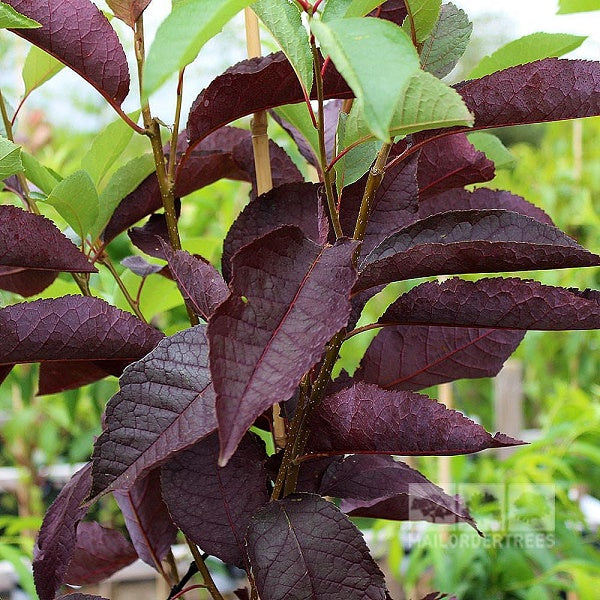 Prunus virginiana 'Canada Red' - Rusotuomi (Suomalainen taimi)
