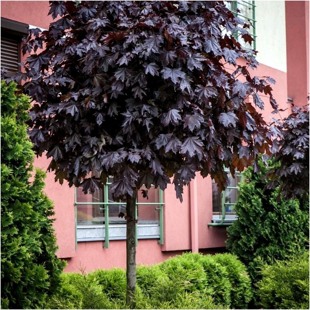 Acer platanoides 'Purple Globe' - Pallovaahtera vartettu hurmevaahtera / verivaahtera