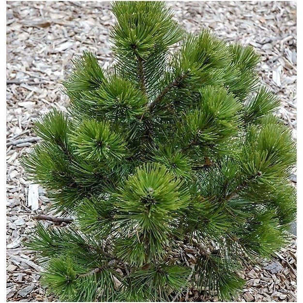 Pinus heldreichii (leucodermis) 'Nana' - Kääpiöserbianmänty