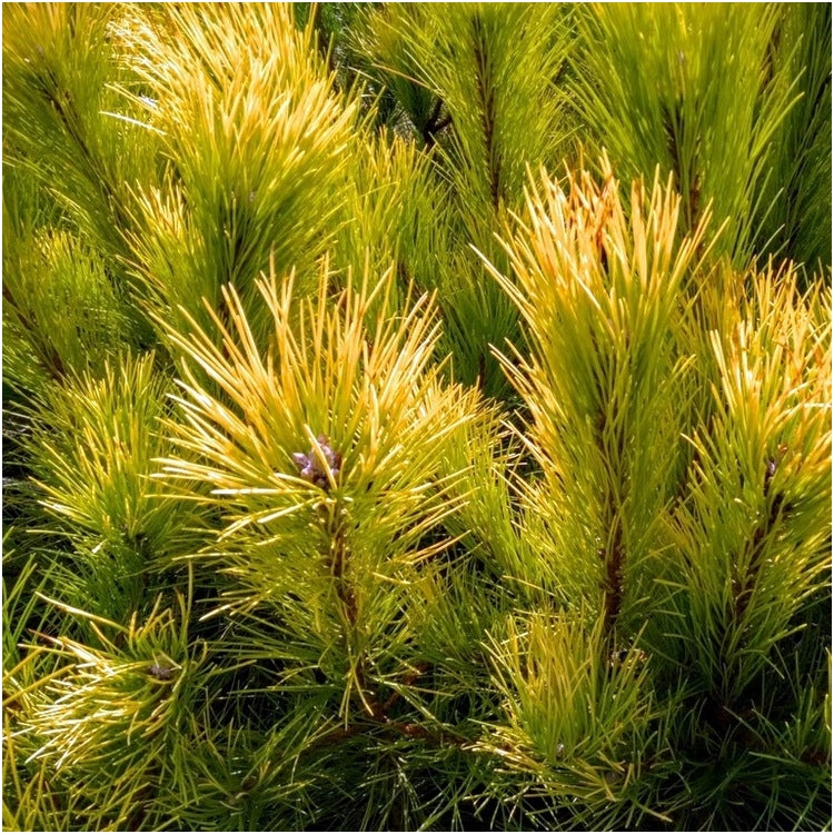 Pinus nigra 'Goldfingers' - Mustamänty