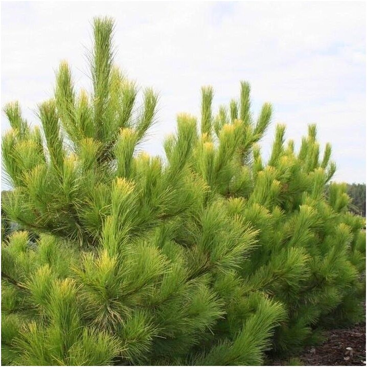Pinus nigra 'Goldfingers' - Mustamänty